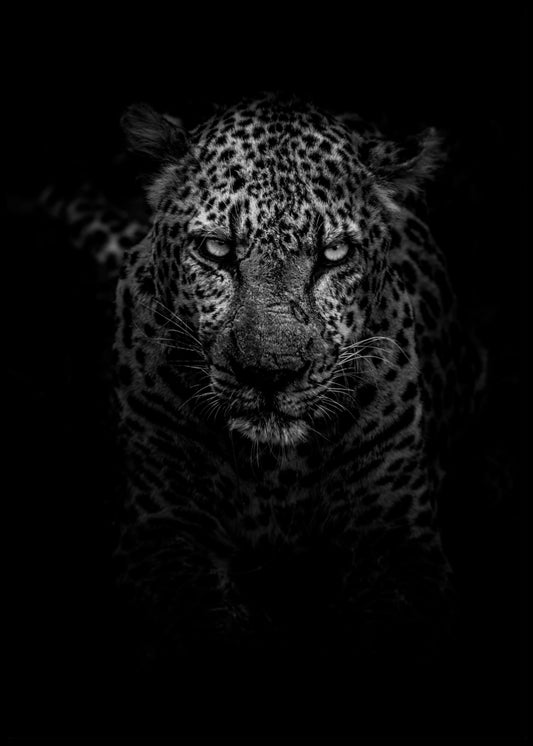 Leopard Poster