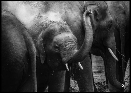 Elephant Family Poster