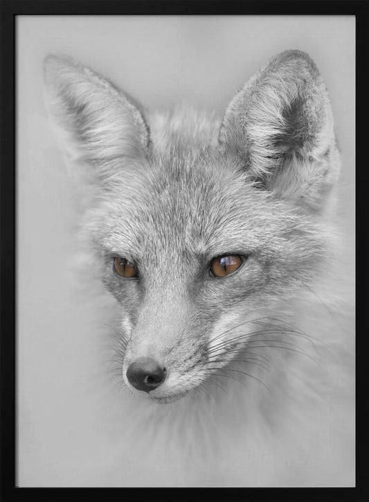 Red Fox Portrait Poster