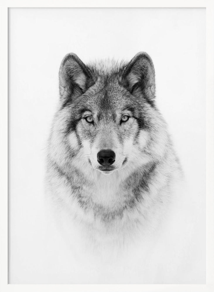 Timber Wolf Poster