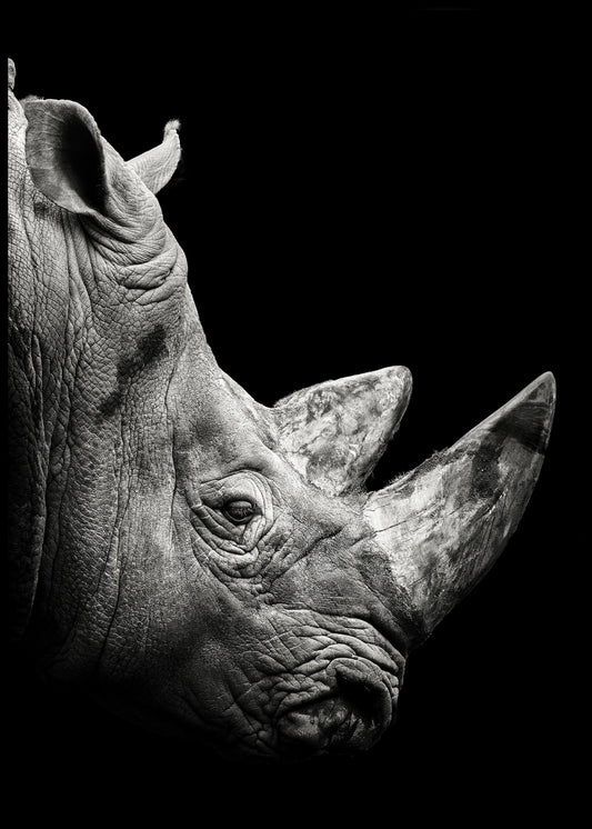 Rhino Poster